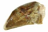 Serrated Megalosaurid Dinosaur (Afrovenator) Tooth - Niger #284076-2
